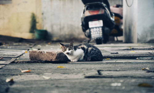 1686039375989462.png 流浪猫.png