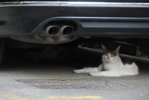 1686039389344462.png 流浪猫1.png